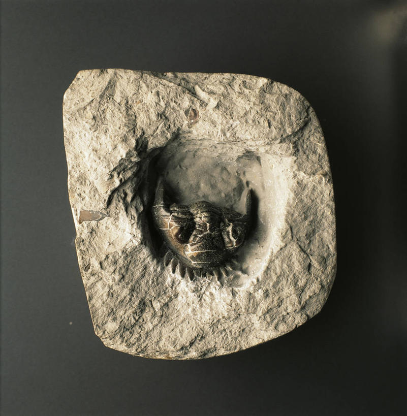 无人,横图,竖图,特写,灰色背景,化石,三叶虫,一个,灰色,摄影,单个,节肢动物,地质学,史前时代,彩图,影棚拍摄,古生代,古生物学