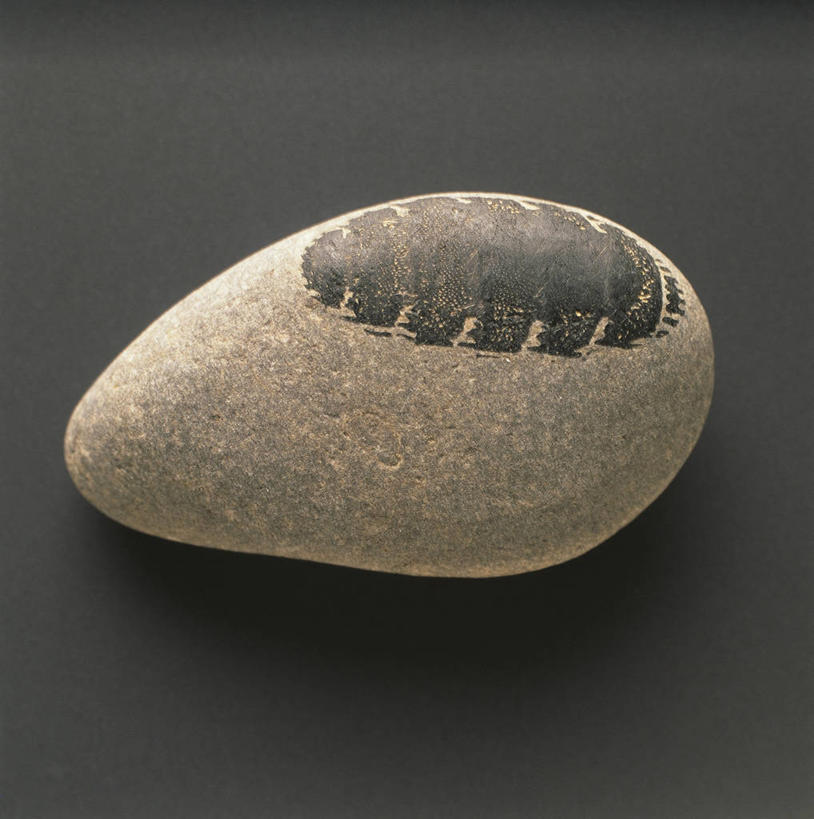 无人,竖图,方图,野生动物,灰色背景,化石,一个,动物,摄影,单个,软体动物,侏罗纪,地质学,史前时代,彩图,影棚拍摄,古生物学