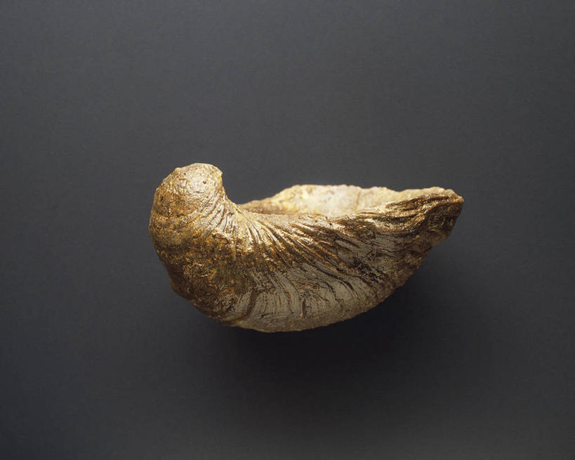 无人,横图,方图,野生动物,黑色背景,灰色背景,化石,两个,动物,摄影,软体动物,侏罗纪,地质学,史前时代,彩图,影棚拍摄,白垩系,古生物学