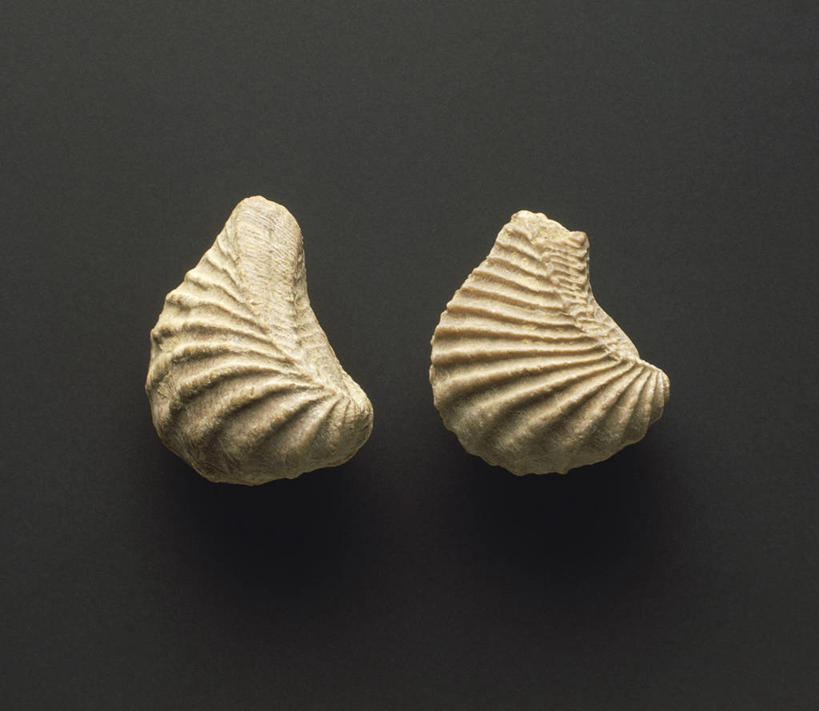 无人,横图,野生动物,许多,灰色背景,化石,很多,动物,摄影,软体动物,收集,地质学,史前时代,彩图,影棚拍摄,白垩系,古生物学