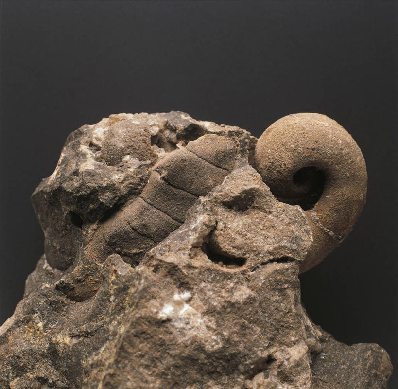 无人,横图,野生动物,许多,米色背景,化石,很多,动物,摄影,软体动物,收集,地质学,史前时代,彩图,影棚拍摄,古生物学