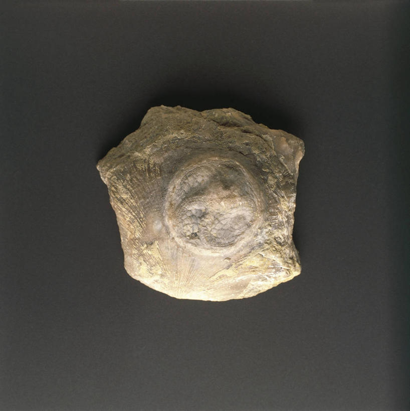 无人,横图,竖图,特写,黑色背景,化石,摄影,棘皮动物,地质学,史前时代,岩石,彩图,影棚拍摄,古生代,古生物学