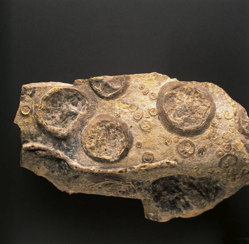 无人,横图,特写,黑色背景,化石,摄影,棘皮动物,地质学,史前时代,岩石,彩图,影棚拍摄,古生代,古生物学