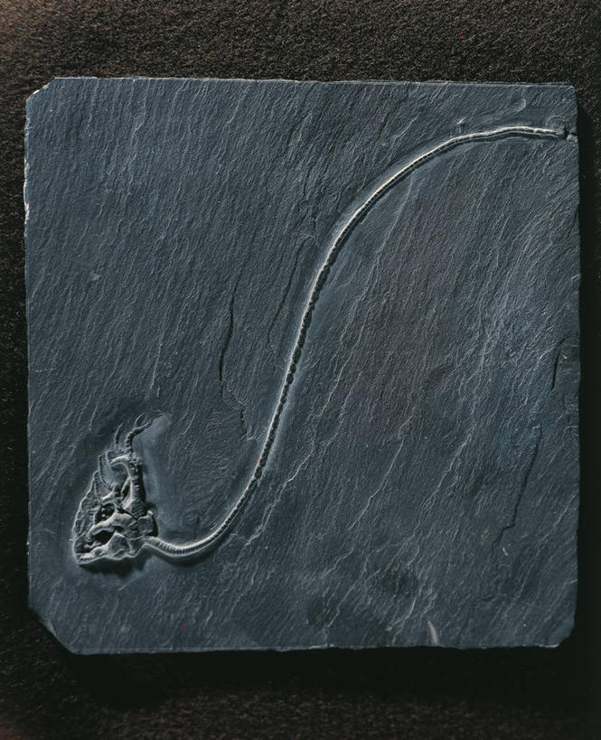 无人,横图,竖图,特写,化石,摄影,棘皮动物,远古,三叠纪,地质学,史前时代,岩石,彩图,影棚拍摄,年代,地质年代,地质时代,时代,显生宙,中生代,古生物学