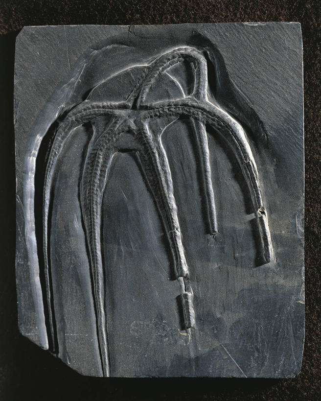 无人,横图,竖图,特写,海胆,黑色背景,化石,摄影,棘皮动物,地质学,史前时代,岩石,彩图,影棚拍摄,古生物学