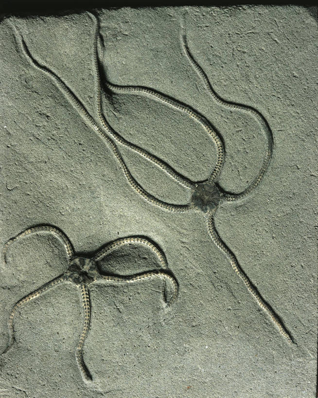 无人,竖图,俯视,化石,摄影,棘皮动物,侏罗纪,地质学,史前时代,彩图,高角度拍摄,影棚拍摄,古生物学