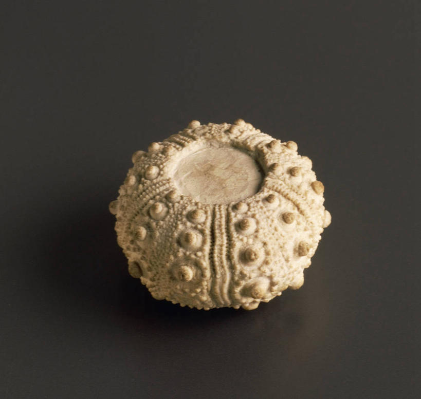 无人,横图,竖图,黑色背景,化石,摄影,棘皮动物,侏罗纪,地质学,史前时代,彩图,影棚拍摄,白垩系,古生物学