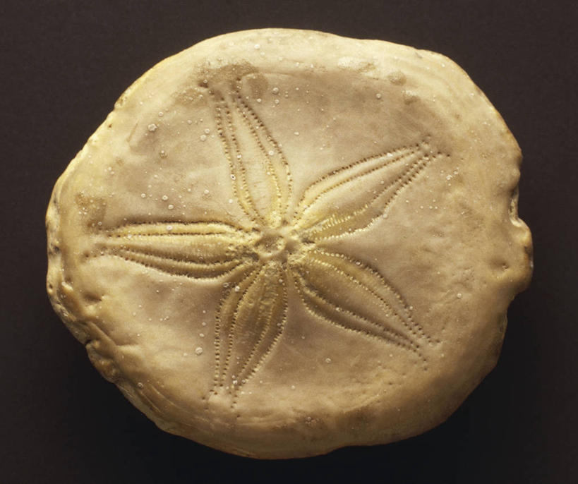 无人,横图,方图,特写,化石,摄影,地质学,史前时代,岩石,彩图,影棚拍摄,古生代,古生物学