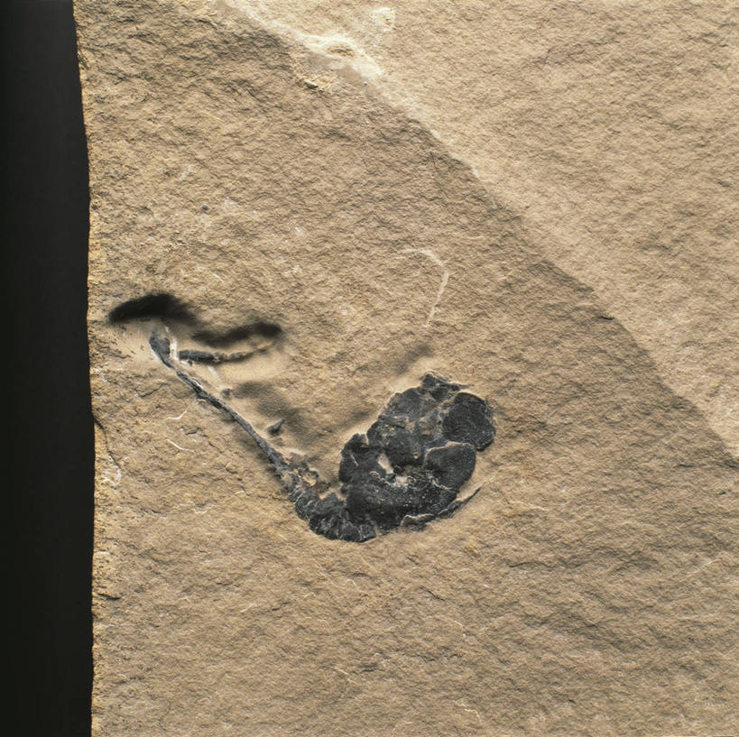 无人,横图,特写,化石,摄影,地质学,岩石,彩图,影棚拍摄,古生物学