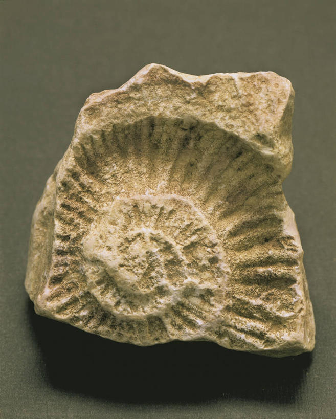 无人,竖图,特写,灰色背景,灰色,摄影,螺线,菊石,式样,地质学,岩石,彩图,影棚拍摄,古生物学