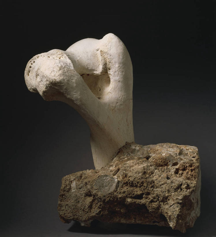 无人,竖图,特写,河马,黑色背景,一个,摄影,单个,卡住,史前时代,岩石,彩图,影棚拍摄