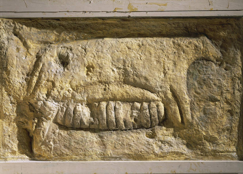 无人,横图,猪,哺乳,小猪,动物,摄影,牲畜,喂养,美术工艺,彩图,影棚拍摄,浅浮雕,石器时代,家牛