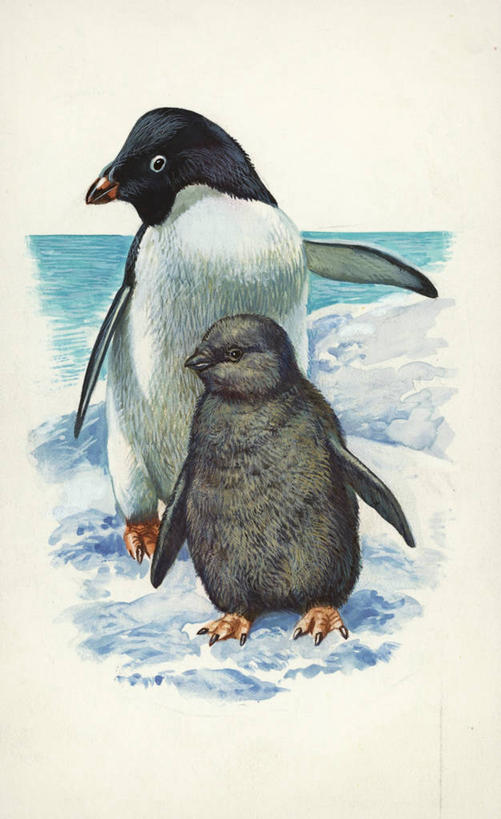 无人,站,竖图,插画,室外,白天,正面,数码,科技,海洋,雪,阴影,网络,海岸线,冬天,高光,几何,计算机图形,合成,图画,画,自然,动物,两只,电脑合成图,数码合成图,合成图,肖像,漫画,写实,具体,具象,阿黛利企鹅,美术工艺,彩图,动物学