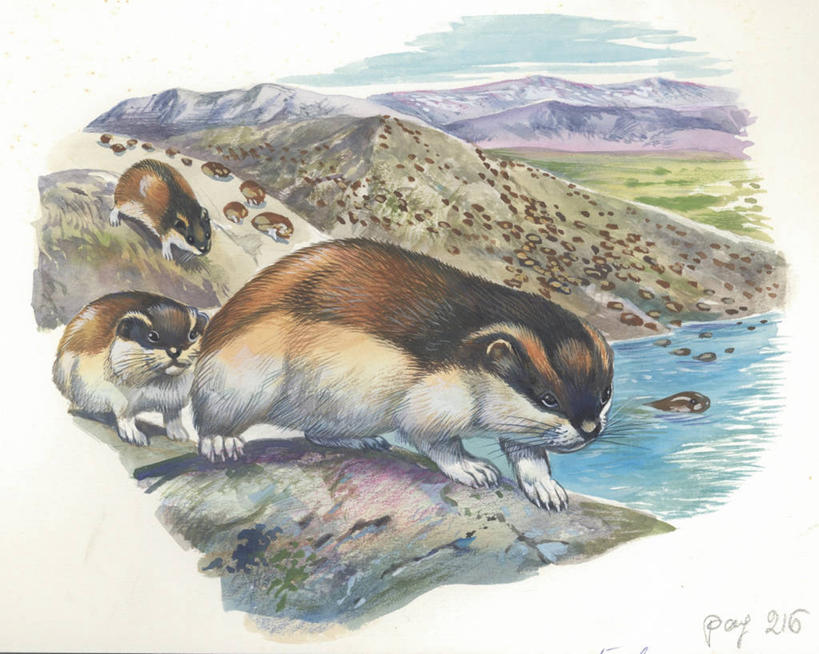 无人,横图,插画,室外,白天,旅游,度假,绘画,旅途,合作,团队,数码,科技,美景,山,哺乳动物,野生动物,一群,许多,阴影,艺术,网络,数字,文字,地形,海岸线,景观,很多,高光,几何,计算机图形,古典,合成,图画,文化,娱乐,画,风景,自然,动物,工艺品,品味,享受,休闲,景色,放松,宁静,美术,电脑合成图,数码合成图,迁徙,生物学,高雅,合成图,自然风光,漫画,写实,具体,具象,美学,旅鼠,美术工艺,步行,彩图,旅行