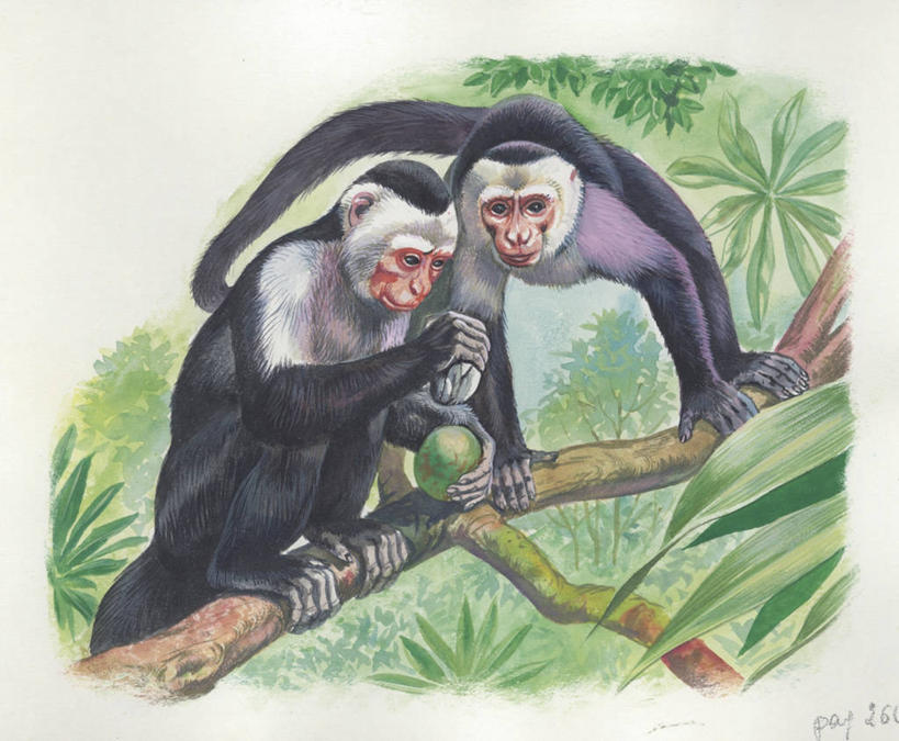 无人,站,横图,插画,室外,白天,旅游,度假,绘画,合作,团队,数码,科技,美景,哺乳动物,野生动物,猴子,水果,叶子,阴影,艺术,网络,数字,文字,景观,枝,高光,几何,计算机图形,古典,合成,图画,文化,娱乐,画,树,自然,动物,工艺品,品味,两只,享受,休闲,景色,放松,美术,电脑合成图,数码合成图,生物学,高雅,合成图,自然风光,漫画,挑战,灵长目,写实,具体,具象,美学,卷尾猴,白喉卷尾猴,美术工艺,彩图