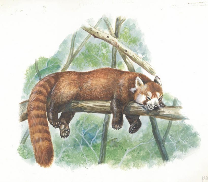 无人,横图,插画,室外,白天,留白,侧面,旅游,度假,绘画,懒惰,数码,科技,美景,哺乳动物,野生动物,小熊猫,熊猫,阴影,艺术,网络,景观,枝,高光,几何,计算机图形,古典,合成,图画,文化,娱乐,画,树,自然,动物,工艺品,趴着,品味,享受,休息,休闲,景色,放松,美术,电脑合成图,数码合成图,生物学,高雅,合成图,自然风光,漫画,写实,具体,具象,美学,美术工艺,闭着眼睛,彩图