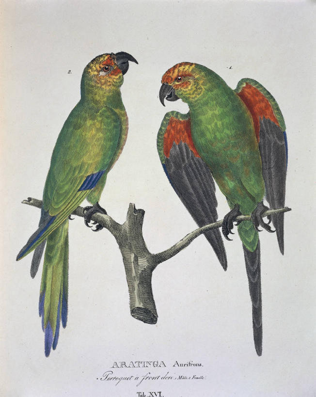 无人,竖图,野生动物,鹦鹉,鸟类,动物,两只,摄影,栖息,生物学,彩图,动物学