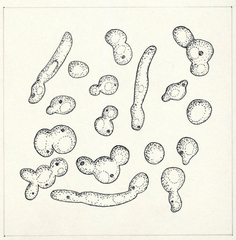 无人,竖图,方图,黑白,插画,数码,科技,阴影,网络,细胞,高光,几何,计算机图形,合成,图画,画,放大,电脑合成图,数码合成图,生物学,合成图,真菌,漫画,写实,具体,具象,酵母