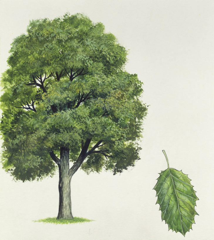 无人,竖图,方图,插画,数码,科技,植物,叶子,阴影,网络,高光,几何,计算机图形,合成,图画,画,树,自然,电脑合成图,数码合成图,生物学,合成图,漫画,山毛榉,写实,具体,具象,麻栎金刚,山毛榉树,彩图,壳斗
