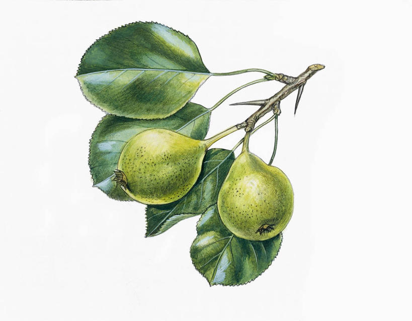 无人,横图,插画,特写,留白,白色背景,绘画,数码,科技,水果,叶子,阴影,艺术,网络,文字,食品,枝,高光,几何,计算机图形,古典,合成,图画,文化,饮食,画,绿色,自然,工艺品,品味,生长,部分,美术,电脑合成图,数码合成图,生物学,高雅,合成图,清新,漫画,健康食物,写实,具体,具象,美学,一致,梨树,美术工艺,彩图