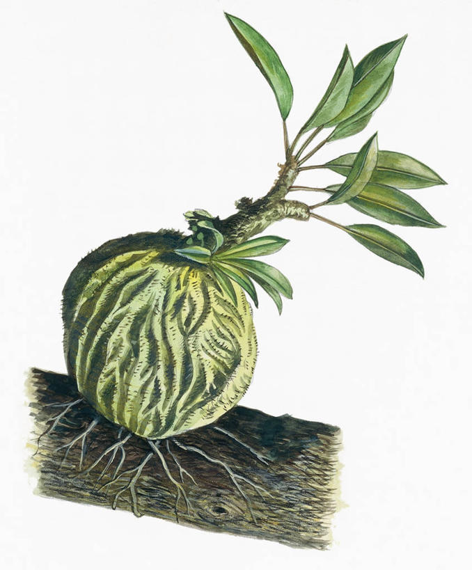 无人,竖图,插画,特写,白色背景,数码,科技,叶子,阴影,网络,根部,枝,高光,几何,计算机图形,合成,图画,画,生长,电脑合成图,数码合成图,生物学,合成图,漫画,写实,具体,具象,彩图,附生植物