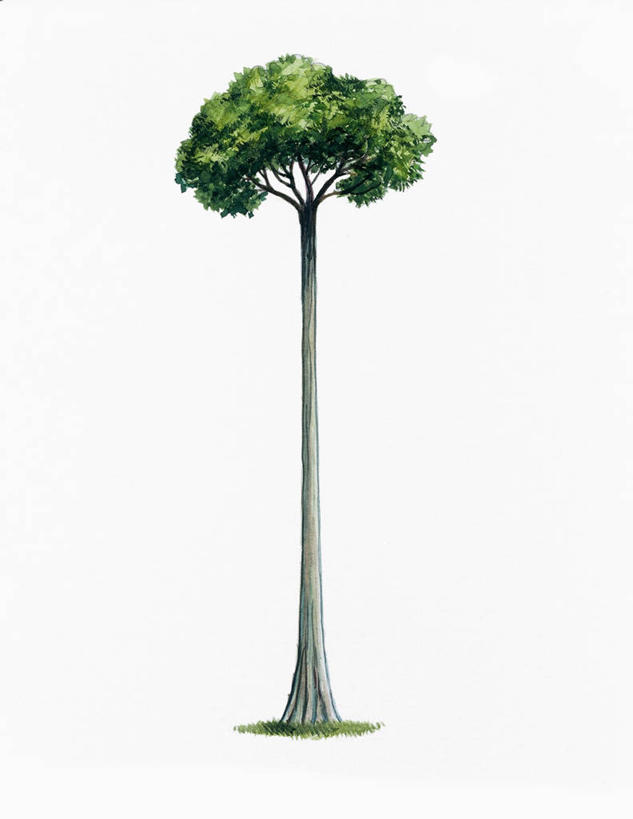 无人,竖图,插画,白色背景,数码,科技,阴影,网络,高光,几何,计算机图形,合成,图画,画,自然,电脑合成图,数码合成图,生物学,合成图,漫画,写实,具体,具象,彩图,柚木树