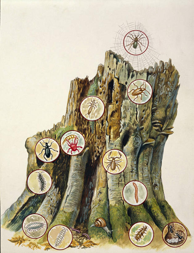 无人,竖图,插画,数码,科技,野生动物,一群,许多,阴影,灰色背景,网络,天牛,蜗牛,蜘蛛,很多,高光,几何,计算机图形,合成,图画,画,树干,灰色,自然,环境,电脑合成图,数码合成图,生物学,合成图,漫画,蜈蚣,写实,具体,具象,美术工艺,埋葬虫,彩图,影棚拍摄,拟蝎