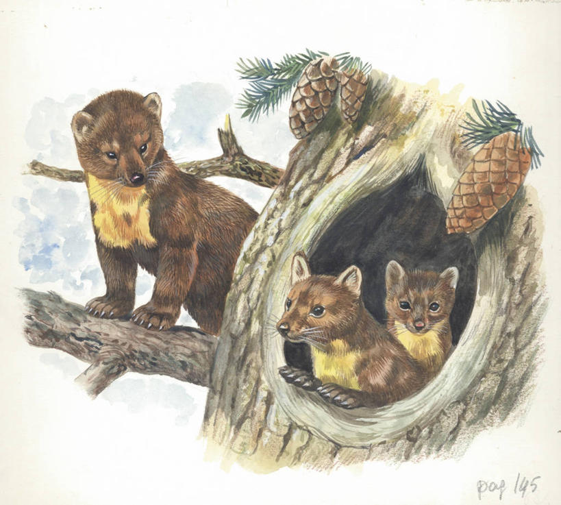 无人,横图,插画,室内,室外,特写,白天,数码,科技,松树,野生动物,鼬鼠,三只,阴影,网络,枝,高光,几何,计算机图形,合成,图画,画,树干,动物,洞穴,电脑合成图,数码合成图,生物学,合成图,关爱,幼兽,狡猾,漫画,写实,具体,具象,狡诈,松木,黄鼬,黄鼠狼,彩图,动物学