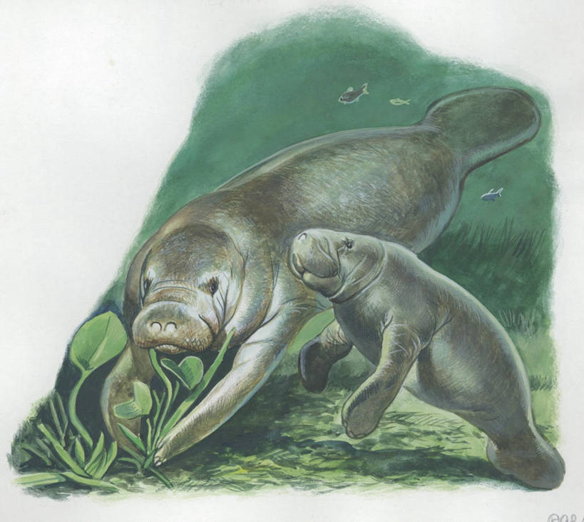 游泳,无人,横图,插画,室外,数码,科技,水下,海洋,植物,哺乳动物,海牛,野生动物,阴影,网络,高光,几何,计算机图形,合成,图画,画,动物,两只,电脑合成图,数码合成图,生物学,合成图,幼兽,漫画,写实,具体,具象,彩图,动物学