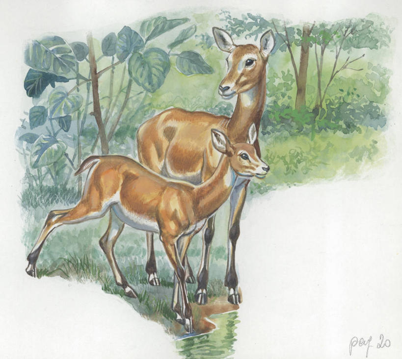 无人,横图,插画,室外,白天,数码,科技,森林,野生动物,叶子,阴影,网络,高光,几何,计算机图形,合成,图画,画,草,小溪,动物,两只,电脑合成图,数码合成图,生物学,合成图,幼兽,漫画,驴羚,写实,具体,具象,彩图,动物学