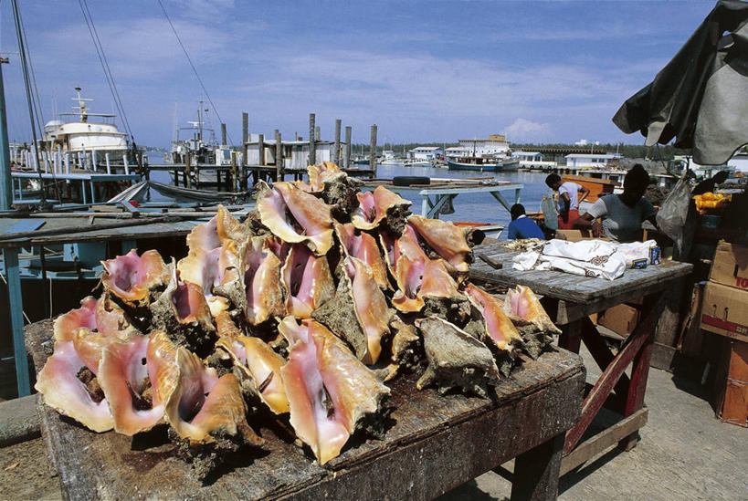 三个人,站,横图,室外,特写,白天,海洋,水,船,野生动物,贝壳,加勒比海,朦胧,模糊,云,首都,图像,天空,自然,大西洋,南美,运输,摄影,南美洲,人造,北美,西印度群岛,拉丁美洲,主题,美洲,自然现象,天堂岛,亚美利加洲,南亚美利加洲,构图,新普罗维登斯岛,新普洛维顿斯岛,彩图,旅行,时空,巴哈马群岛,拿骚