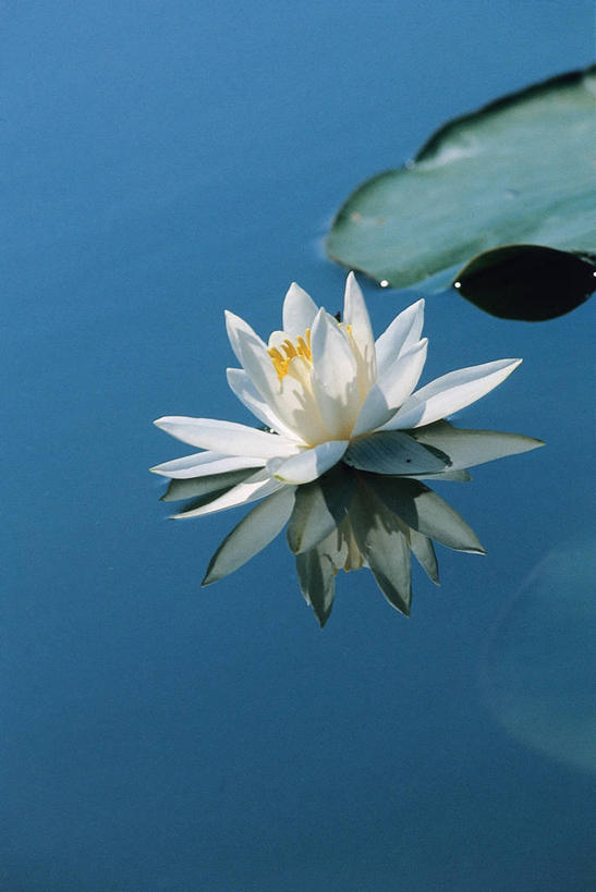 无人,竖图,室外,白天,植物,睡莲,科学,图像,花,摄影,生物学,水生植物,构图,彩图,白睡莲,时空