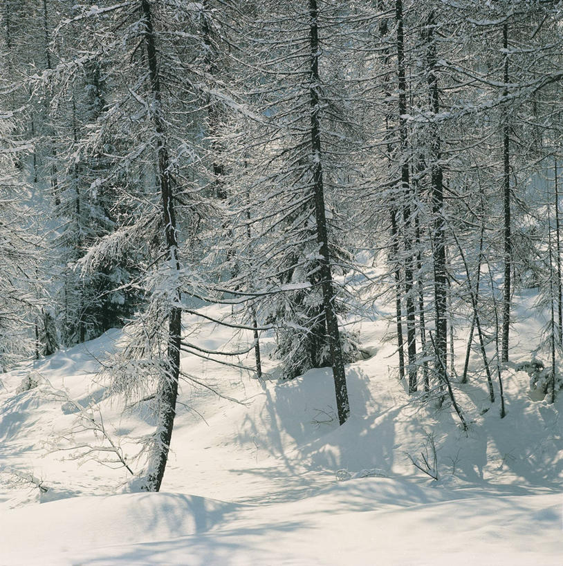 无人,方图,室外,白天,美景,雪,雪山,植物,意大利,欧洲,阴影,地形,景观,山顶,冬天,图像,树,风景,自然,概念,景色,寒冷,季节,摄影,宁静,地中海文化,南欧,自然风光,主题,威尼托大区,阿尔卑斯山脉,构图,多洛米蒂山脉,贝卢诺,彩图,旅行,时空,传统文化
