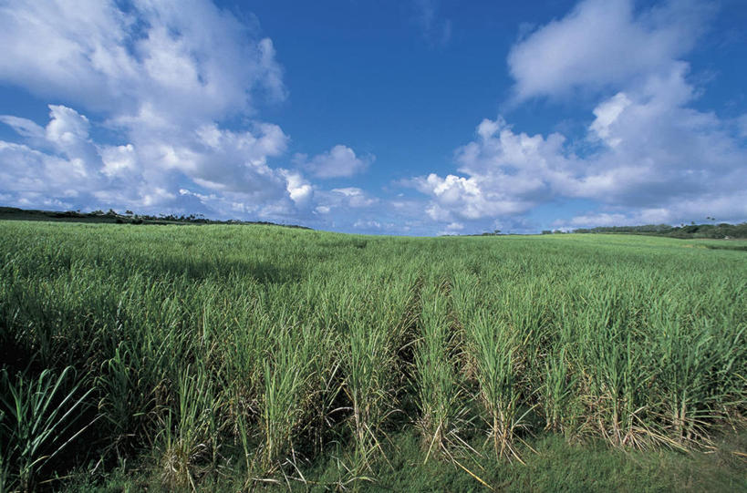无人,农场,横图,室外,白天,旅游,度假,农业,农作物,美景,植物,加勒比海,巴巴多斯,阴影,丰富,地平线,地形,景观,田地,云,辽阔,甘蔗,地面,图像,娱乐,天空,自然,享受,休闲,概念,广阔,景色,大西洋,放松,摄影,生长,一望无际,北美,西印度群岛,自然风光,延伸,主题,美洲,自然现象,天地相交,小安的列斯群岛,构图,无边无际,一马平川,彩图,时空