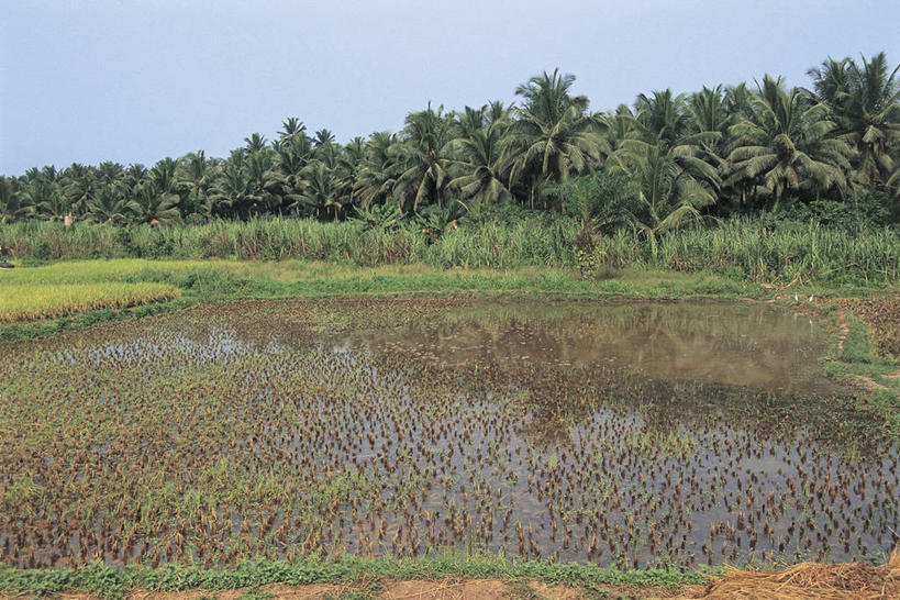 无人,农场,横图,室外,白天,旅游,度假,农业,农作物,美景,植物,棕榈树,非洲,加纳,反射,稻田,地形,景观,田地,图像,娱乐,树,天空,自然,享受,休闲,概念,景色,放松,摄影,生长,自然风光,主题,万里无云,构图,西非,彩图,时空
