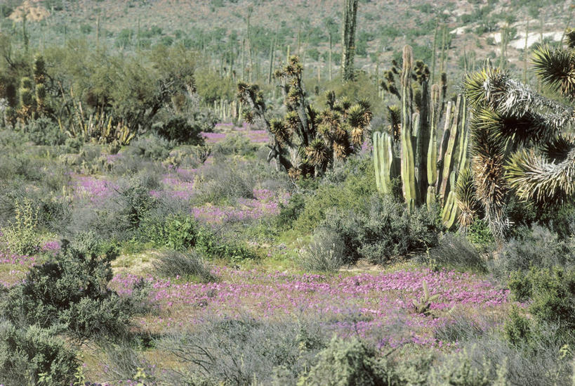 无人,横图,室外,白天,仙人掌,墨西哥,地形,图像,风景,自然,摄影,灌木,北美,北美洲,拉丁美洲,主题,美洲,北亚美利加洲,亚美利加洲,墨西哥合众国,仙人掌王国,构图,下加利福尼亚州,彩图,旅行,肉质植物,时空