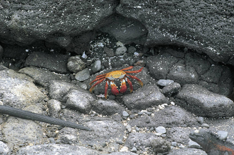 无人,横图,室外,特写,白天,野生动物,蜥蜴,厄瓜多尔,三只,鬣蜥,螃蟹,岛,图像,自然,动物,南美,摄影,生物学,拉丁美洲,主题,美洲,自然现象,地貌,石龙子,泉龙,猪婆蛇,四脚蛇,蜴,构图,海鬣蜥,加拉帕戈斯群岛,地质学,矿物质,史前时代,自然地理,岩石,彩图,时空,动物学,古生物学,脊椎动物亚门