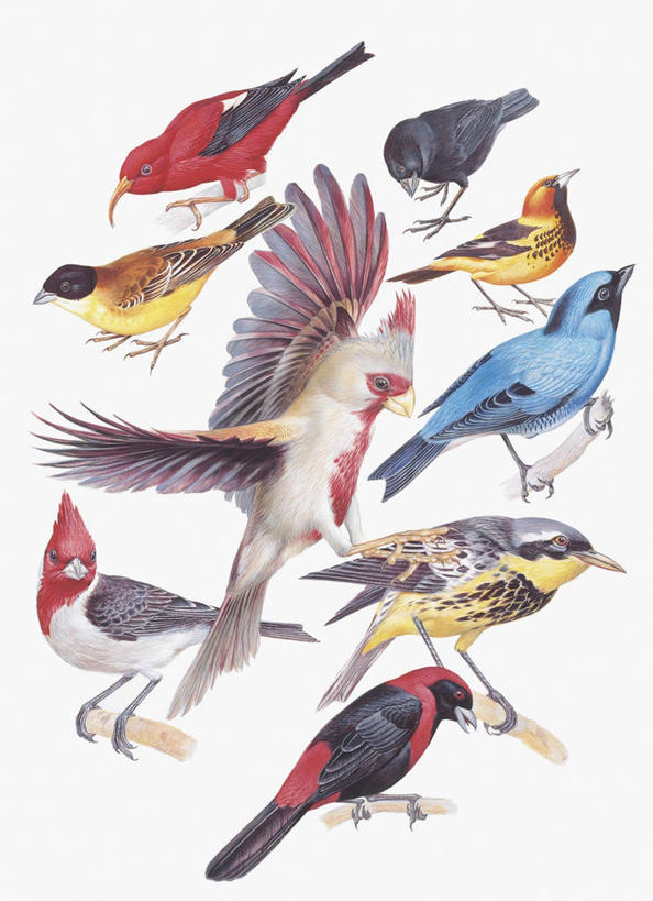 无人,竖图,插画,特写,白色背景,数码,科技,野生动物,燕子,阴影,科学,网络,麻雀,鸟类,知更鸟,枝,高光,几何,计算机图形,合成,图像,图画,画,白色,栖息,乌鸦,电脑合成图,数码合成图,生物学,合成图,主题,漫画,计算机制图,写实,具体,具象,构图,鹪鹩,鸣鸟,蓝知更鸟,彩图,动物学,脊椎动物亚门