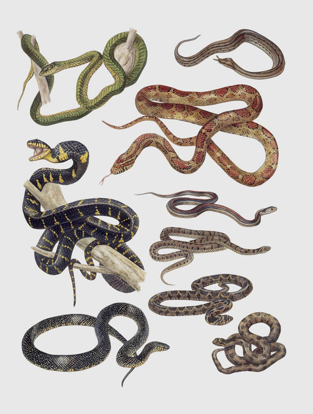 无人,竖图,插画,特写,白色背景,数码,科技,野生动物,阴影,科学,网络,蛇,高光,几何,计算机图形,合成,图像,图画,画,白色,动物,电脑合成图,数码合成图,生物学,合成图,巨蟒,主题,漫画,计算机制图,写实,具体,具象,构图,彩图,动物学,脊椎动物亚门