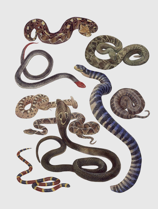 无人,竖图,插画,特写,白色背景,数码,科技,野生动物,阴影,科学,网络,蛇,高光,几何,计算机图形,合成,图像,图画,画,白色,动物,电脑合成图,数码合成图,生物学,合成图,巨蟒,主题,漫画,计算机制图,眼镜蛇,写实,具体,具象,构图,蝰蛇,彩图,动物学,脊椎动物亚门