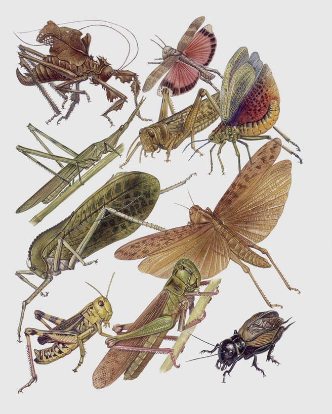 无人,竖图,插画,特写,白色背景,数码,科技,野生动物,阴影,科学,网络,昆虫,螳螂,蚱蜢,高光,几何,计算机图形,合成,图像,图画,画,白色,动物,电脑合成图,数码合成图,生物学,合成图,主题,漫画,计算机制图,写实,具体,具象,构图,竹节虫,式样,彩图,动物学