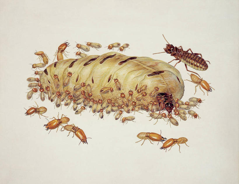 无人,横图,插画,特写,白色背景,数码,科技,一群,许多,阴影,科学,网络,昆虫,很多,高光,几何,计算机图形,合成,图像,图画,画,白色,动物,电脑合成图,数码合成图,生物学,合成图,主题,幼虫,漫画,益虫,计算机制图,写实,具体,具象,害虫,构图,白蚁,彩图,动物学