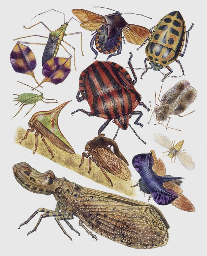 无人,竖图,插画,特写,白色背景,数码,科技,蝉,野生动物,一群,许多,阴影,科学,网络,昆虫,很多,高光,几何,计算机图形,合成,图像,图画,画,白色,动物,电脑合成图,数码合成图,生物学,合成图,主题,漫画,计算机制图,蚜虫,写实,具体,具象,构图,彩图,动物学,半翅目