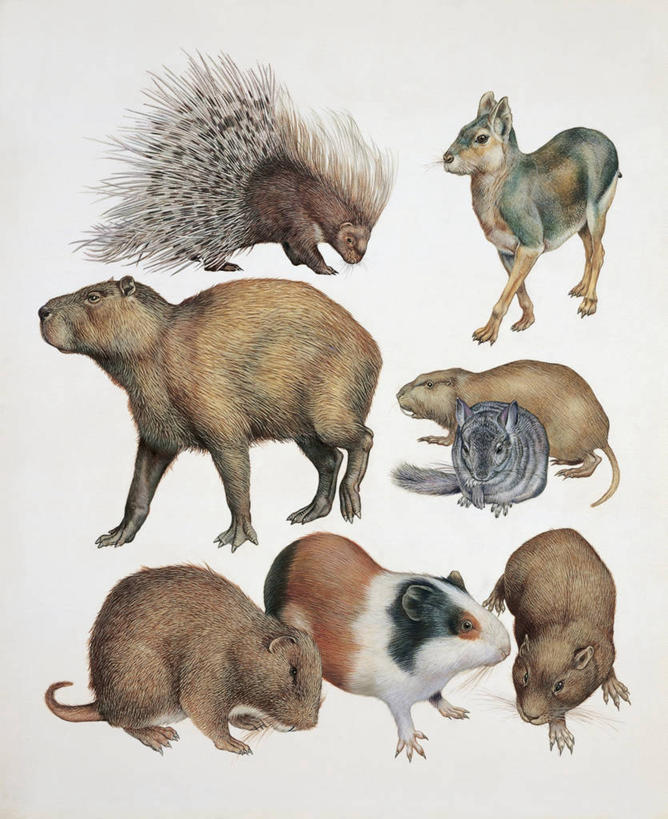 无人,竖图,插画,特写,白色背景,数码,科技,哺乳动物,豪猪,野生动物,老鼠,阴影,科学,网络,高光,几何,计算机图形,合成,图像,图画,画,白色,动物,生物,电脑合成图,数码合成图,生物学,合成图,主题,漫画,计算机制图,写实,具体,具象,豚鼠,构图,彩图,动物学,脊椎动物亚门