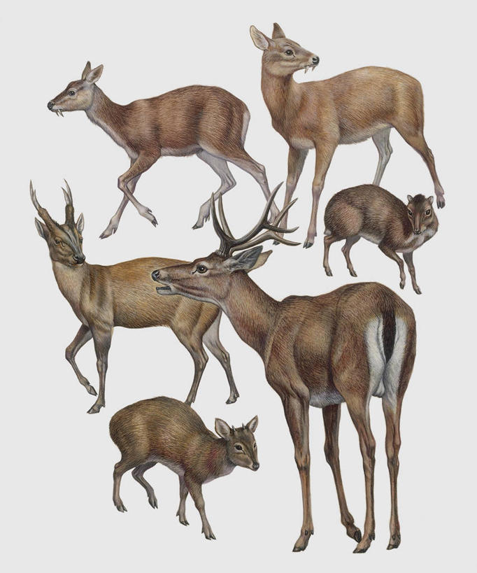 无人,竖图,插画,特写,白色背景,数码,科技,哺乳动物,鹿,野生动物,阴影,科学,网络,羚羊,高光,几何,计算机图形,合成,图像,图画,画,白色,动物,生物,可爱,活泼,食草动物,电脑合成图,数码合成图,生物学,合成图,主题,小鹿,漫画,偶蹄目,计算机制图,写实,具体,具象,构图,彩图,动物学,脊椎动物亚门