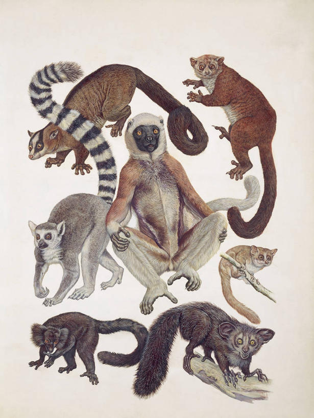 无人,竖图,插画,特写,白色背景,数码,科技,哺乳动物,野生动物,猴子,阴影,科学,网络,枝,高光,几何,计算机图形,合成,图像,图画,画,白色,动物,生物,电脑合成图,数码合成图,生物学,合成图,狐猴,主题,漫画,计算机制图,灵长目,写实,具体,具象,构图,彩图,原猴,动物学,脊椎动物亚门