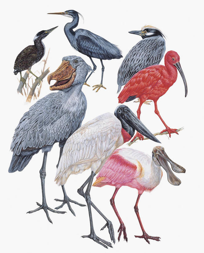 无人,竖图,插画,特写,白色背景,数码,科技,鸟,野生动物,一群,许多,阴影,科学,网络,苍鹭,鸟类,很多,高光,几何,计算机图形,合成,图像,图画,画,白色,动物,生物,电脑合成图,数码合成图,生物学,鹳,合成图,主题,漫画,计算机制图,朱鹭,琵鹭,写实,具体,具象,构图,热带鸟,日本风头鹮,朱鹮,粉红琵鹭,玫瑰琵鹭,彩图,动物学,脊椎动物亚门
