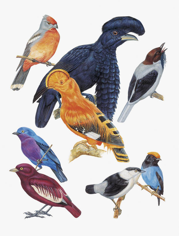 无人,竖图,插画,特写,白色背景,数码,科技,野生动物,阴影,网络,鸟类,枝,高光,几何,计算机图形,合成,图像,图画,画,白色,动物,生物,栖息,电脑合成图,数码合成图,生物学,合成图,主题,漫画,喙,计算机制图,写实,具体,具象,构图,鸣鸟,彩图,动物学,脊椎动物亚门