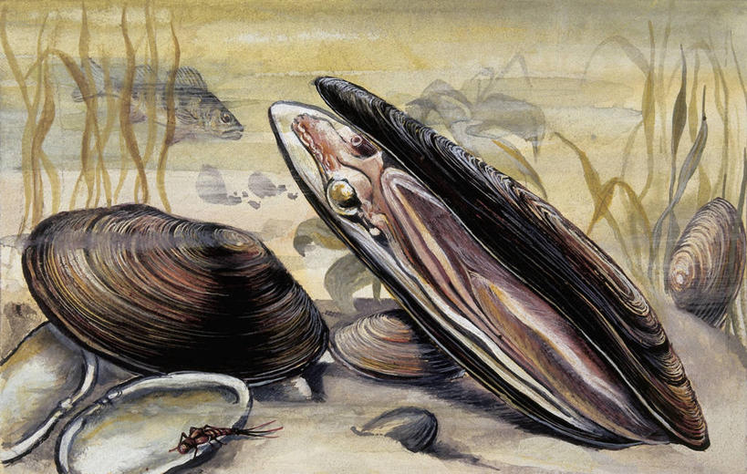 无人,横图,插画,白天,数码,科技,水下,植物,野生动物,贝壳,阴影,科学,网络,昆虫,高光,几何,计算机图形,合成,图像,图画,无脊椎动物,画,动物,软体动物,电脑合成图,数码合成图,生物学,合成图,水生植物,主题,贻贝,节肢动物,漫画,计算机制图,写实,具体,具象,构图,甲壳动物,彩图,时空,双壳贝,动物学