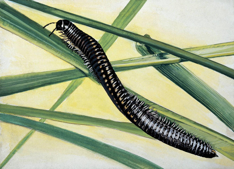 无人,横图,插画,室外,特写,白天,数码,科技,野生动物,叶子,阴影,科学,网络,茎,高光,几何,计算机图形,合成,图像,图画,无脊椎动物,画,黑色,动物,电脑合成图,数码合成图,生物学,合成图,主题,节肢动物,千足虫,漫画,计算机制图,写实,具体,具象,构图,彩图,时空,动物学